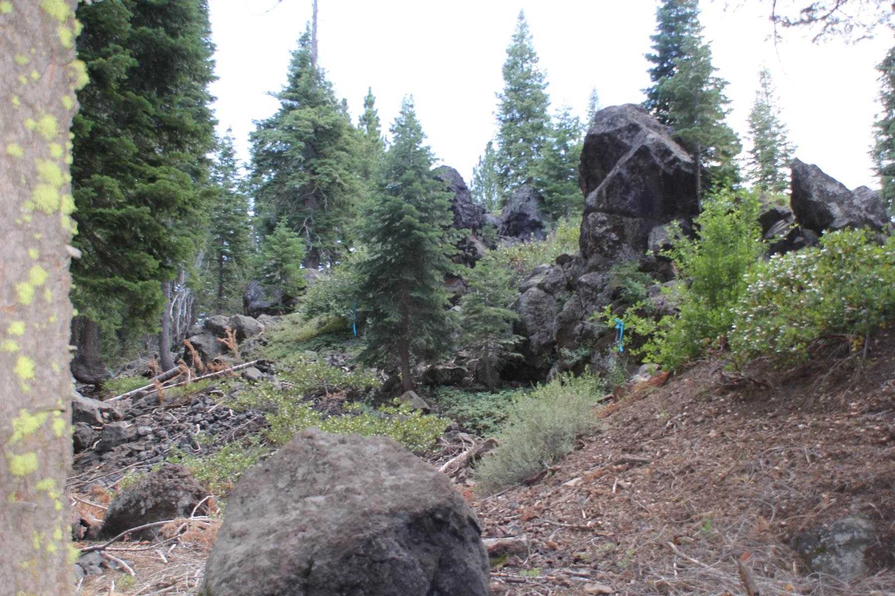 10735 Dogwood Road Truckee, CA 96161 - Photo 11 of 20 a view of a large yard with lots of green space