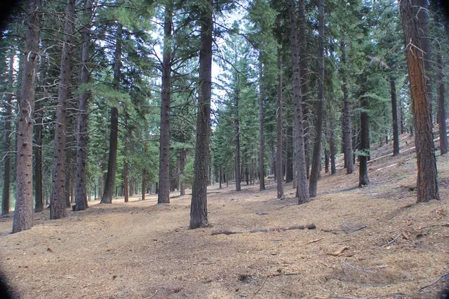 a backyard of a house with large trees and covered with wooden fence