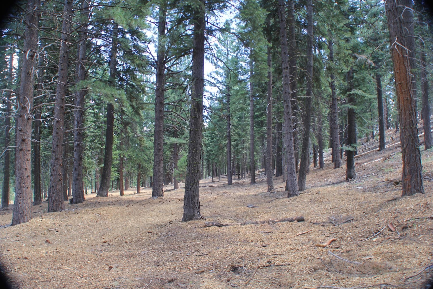 10735 Dogwood Road Truckee, CA 96161 - Photo 12 of 20 a backyard of a house with large trees and covered with wooden fence