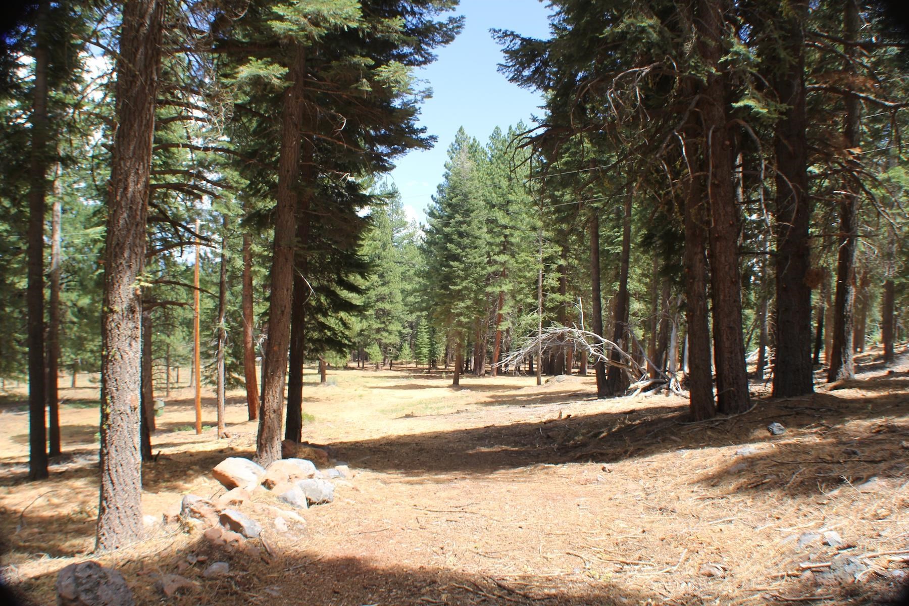 10735 Dogwood Road Truckee, CA 96161 - Photo 13 of 20 a view of road with trees