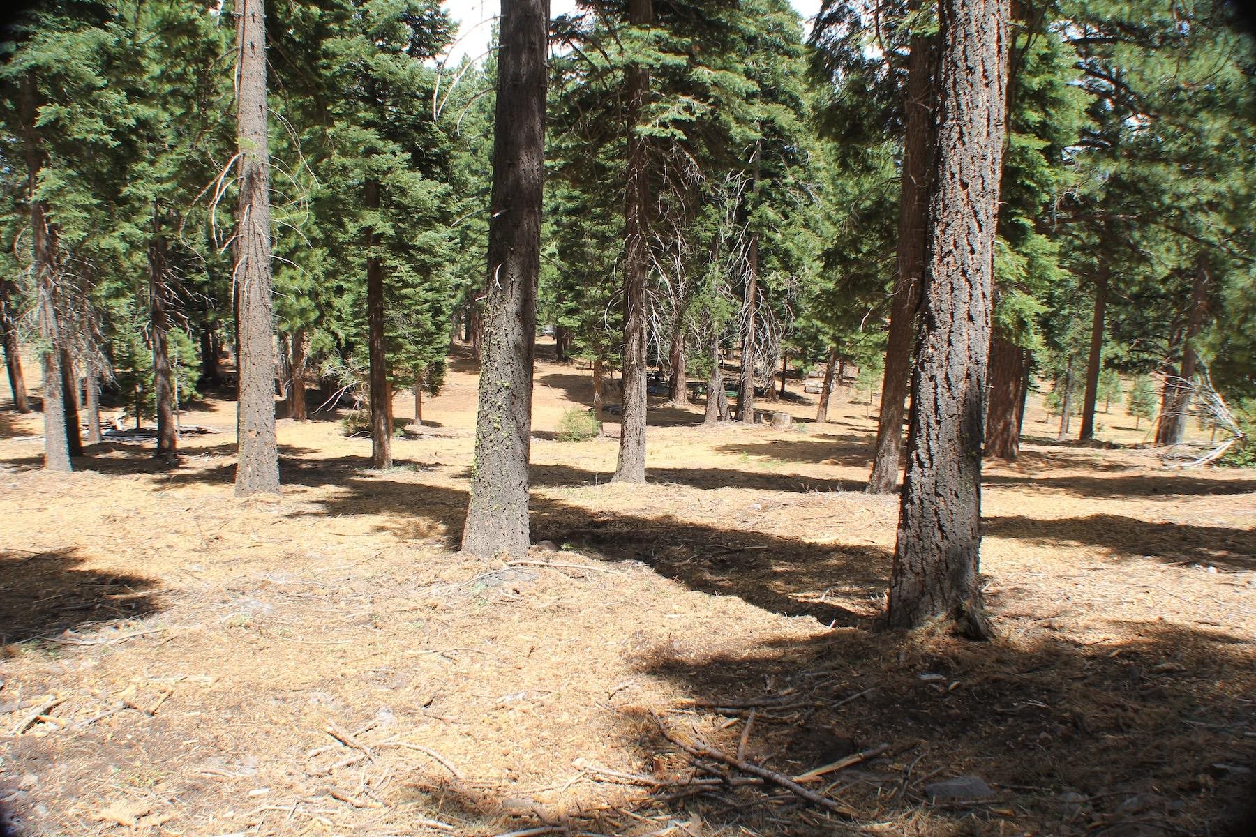 10735 Dogwood Road Truckee, CA 96161 - Photo 15 of 20 a view of road with trees
