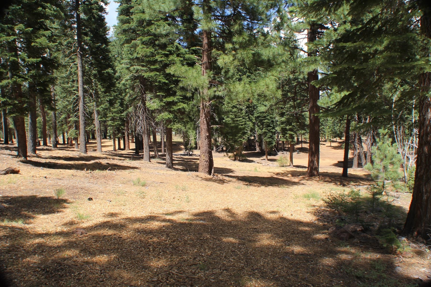 10735 Dogwood Road Truckee, CA 96161 - Photo 16 of 20 a view of road with trees
