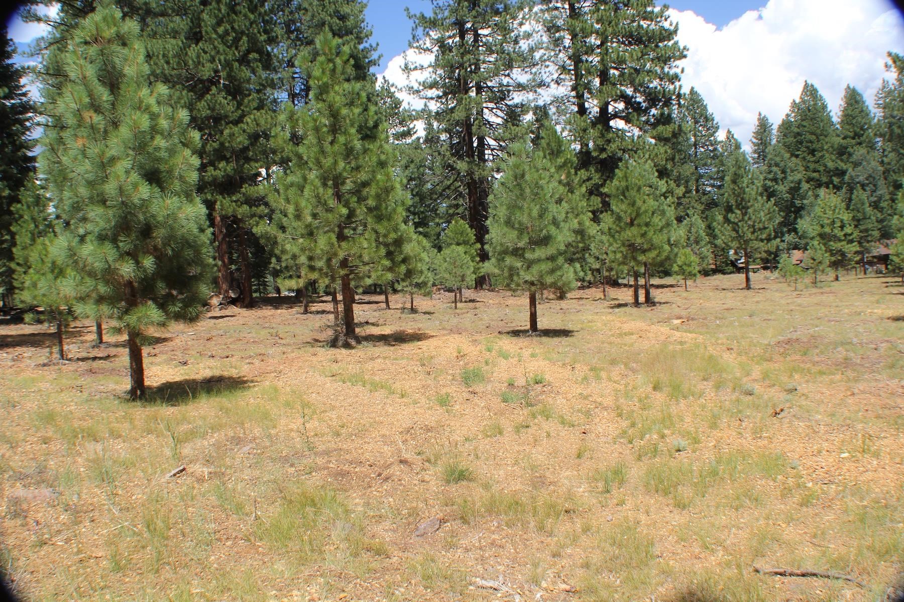 10735 Dogwood Road Truckee, CA 96161 - Photo 17 of 20 a view of park with trees
