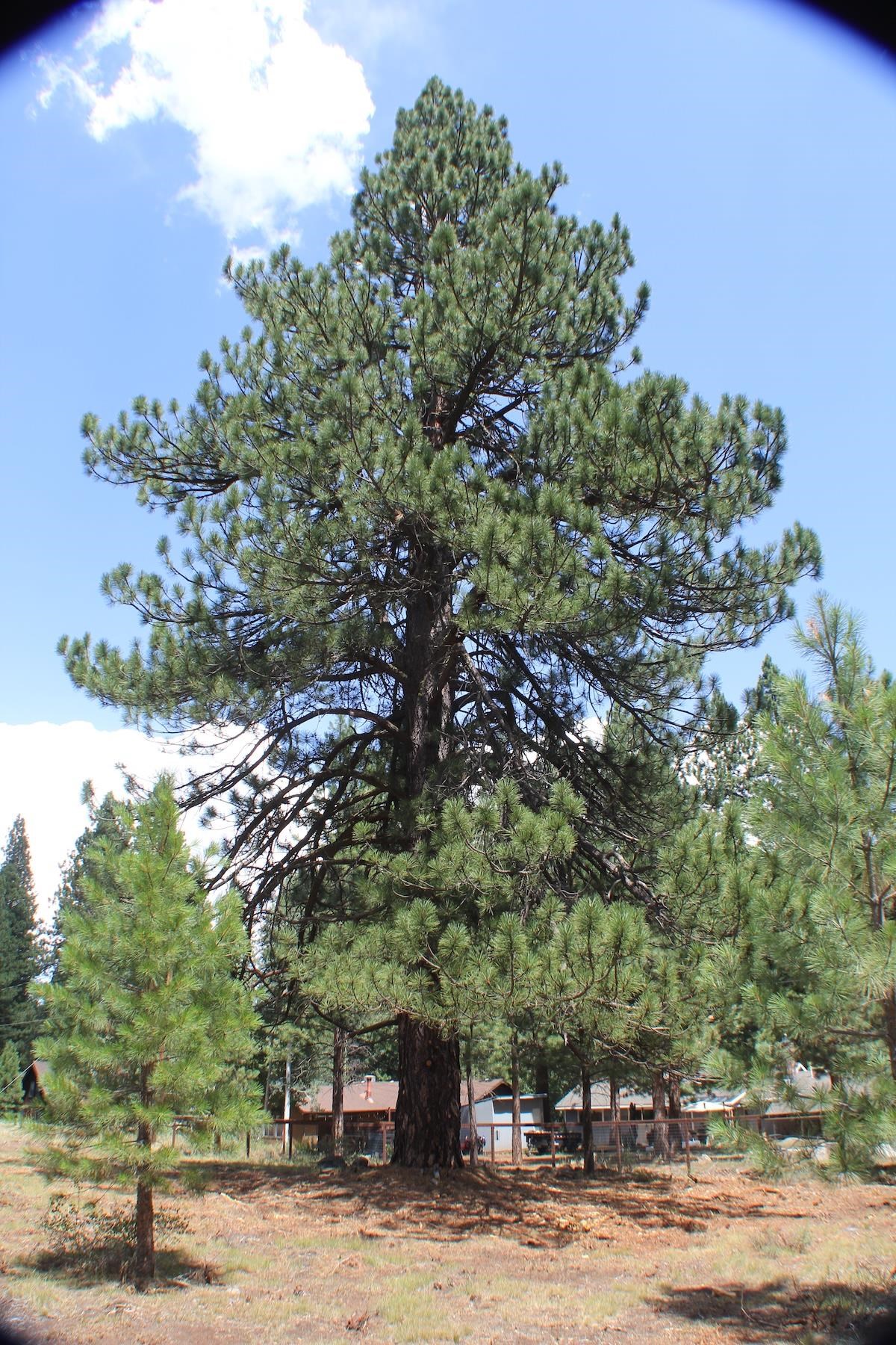 10735 Dogwood Road Truckee, CA 96161 - Photo 19 of 20 a front view of a house with a yard