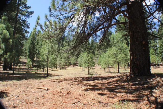 a view of road with trees