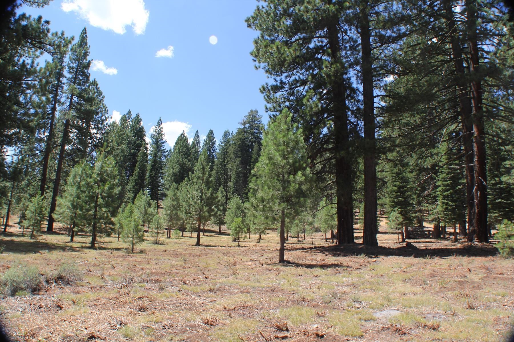 10735 Dogwood Road Truckee, CA 96161 - Photo 3 of 20 a view of a yard with a tree