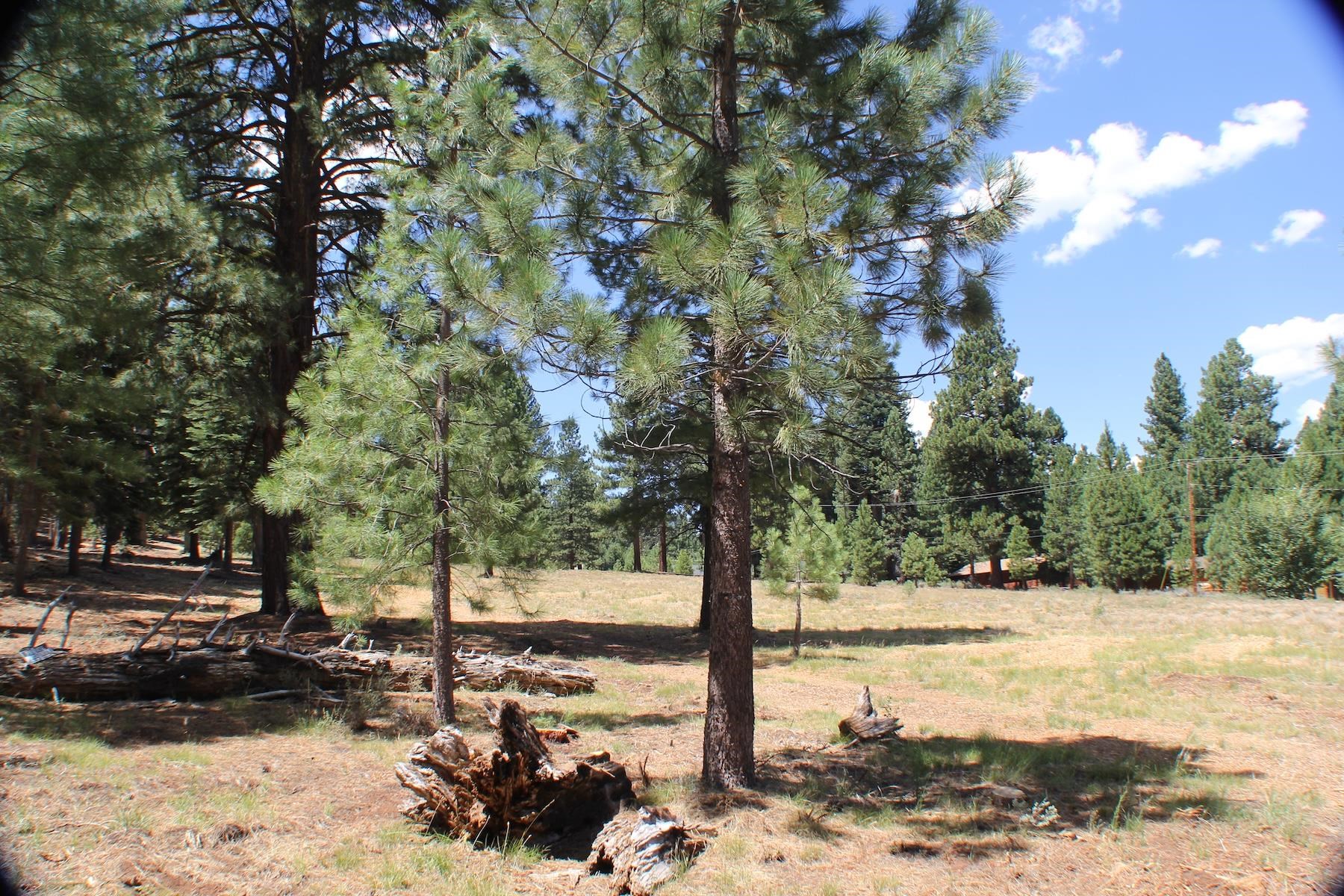 10735 Dogwood Road Truckee, CA 96161 - Photo 4 of 20 a view of a yard with snow on the road