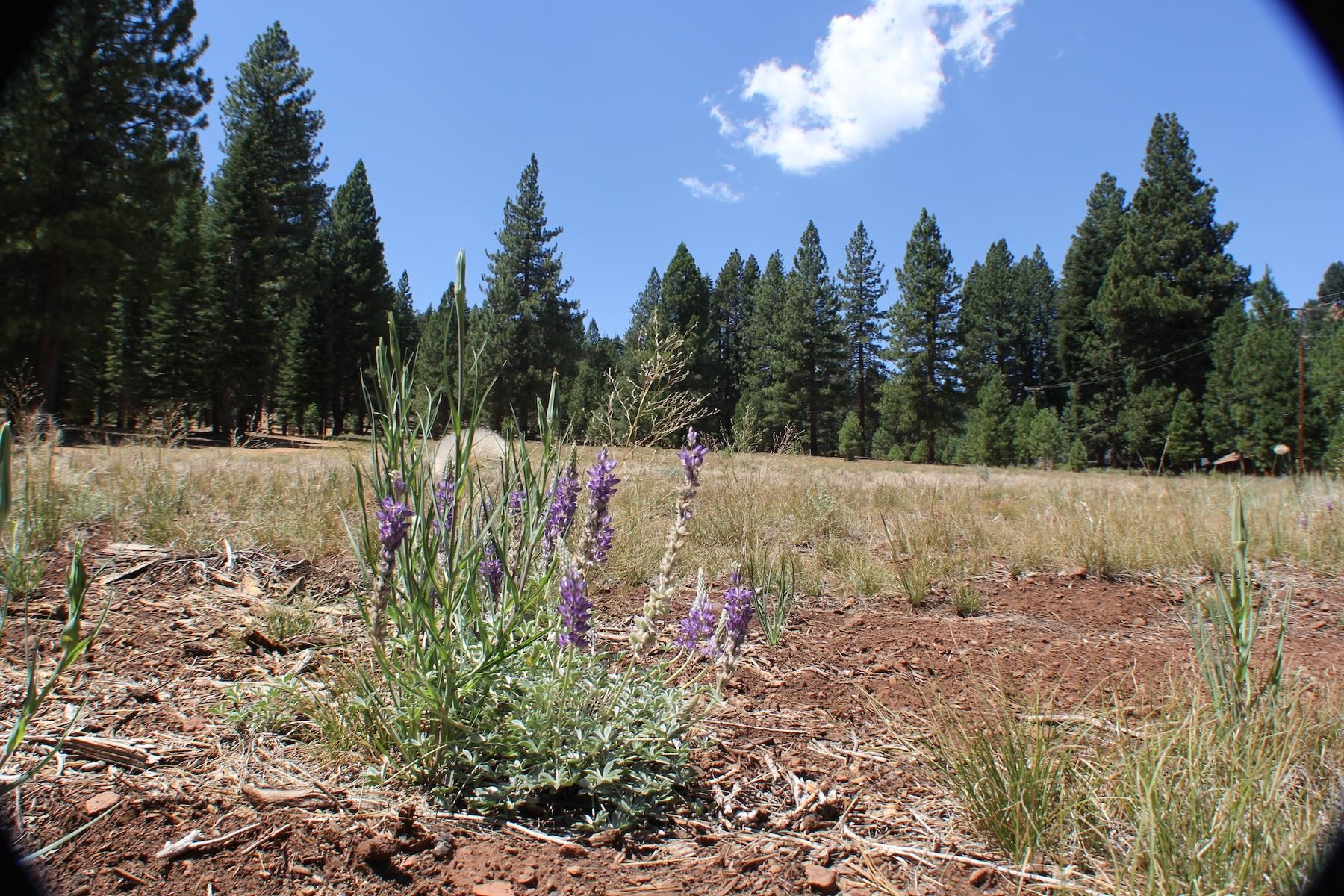 10735 Dogwood Road Truckee, CA 96161 - Photo 5 of 20 a view of a pathway covered with tall trees