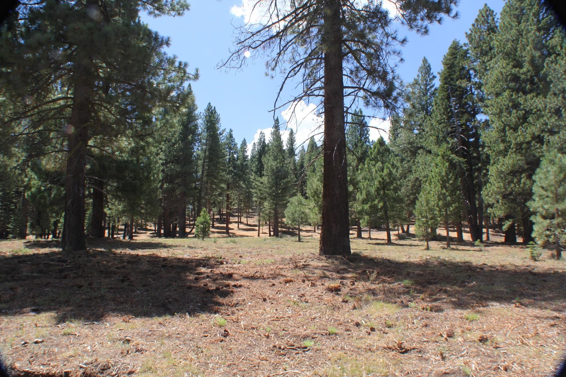 10735 Dogwood Road Truckee, CA 96161 - Photo 7 of 20 a view of road with trees