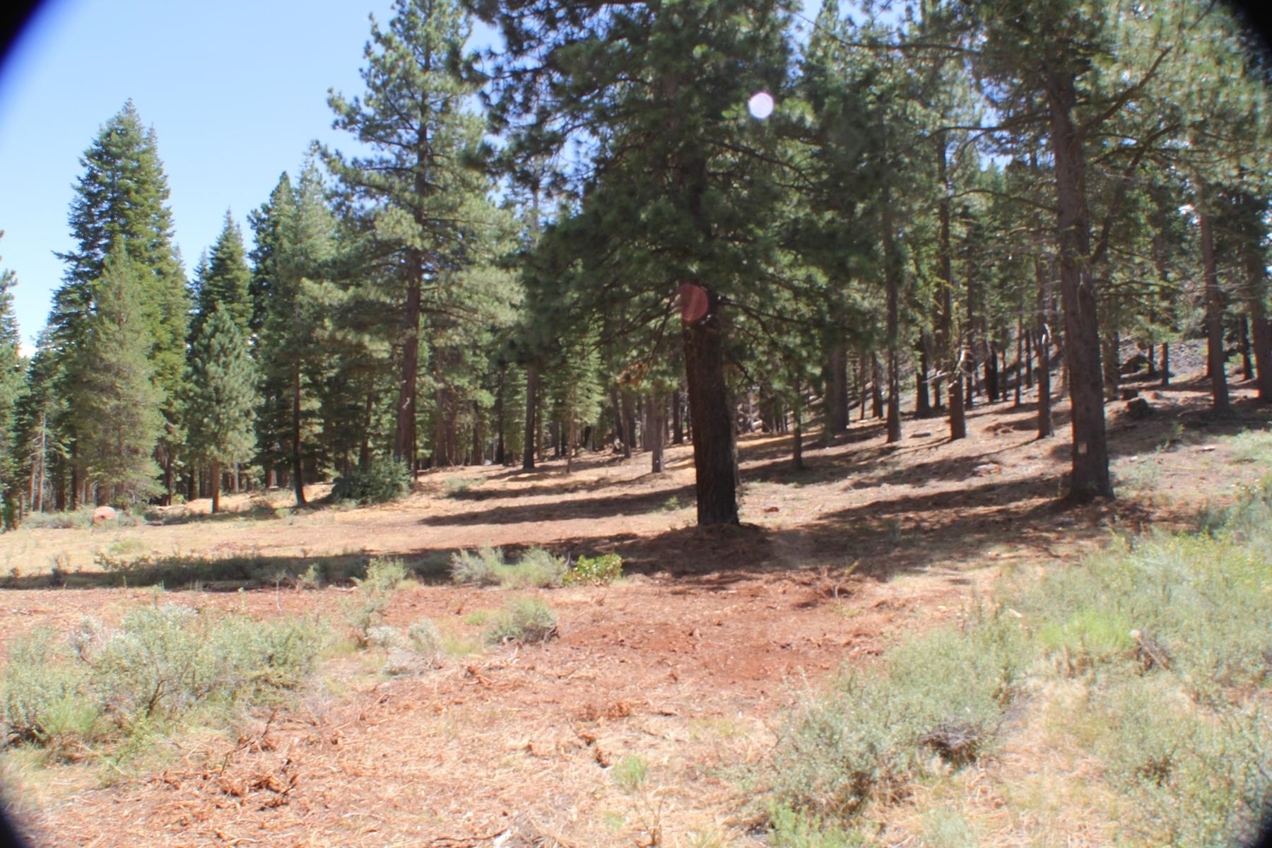 10735 Dogwood Road Truckee, CA 96161 - Photo 10 of 20 a view of road with trees