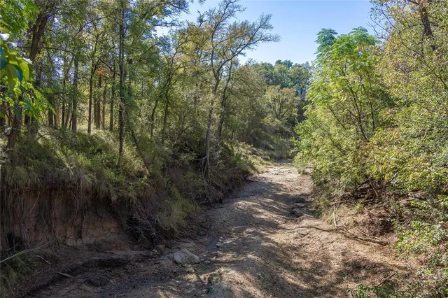 a view of a yard with plants and large trees