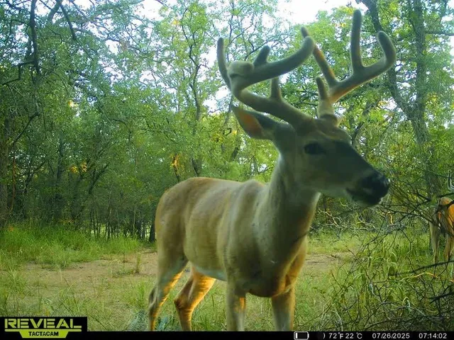 a view of a yard with table and chairs