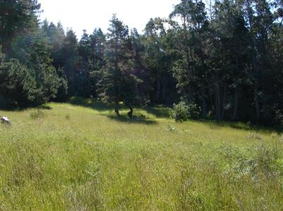 45483 Iversen Road Gualala, CA 95445 - Photo 1 of 4 Sunny meadow acre surrounded by trees for privacy.