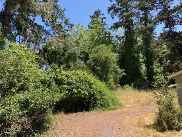 9303 Monroe Avenue Aptos, CA 95003 - Photo 6 of 11 a view of a forest with a tree