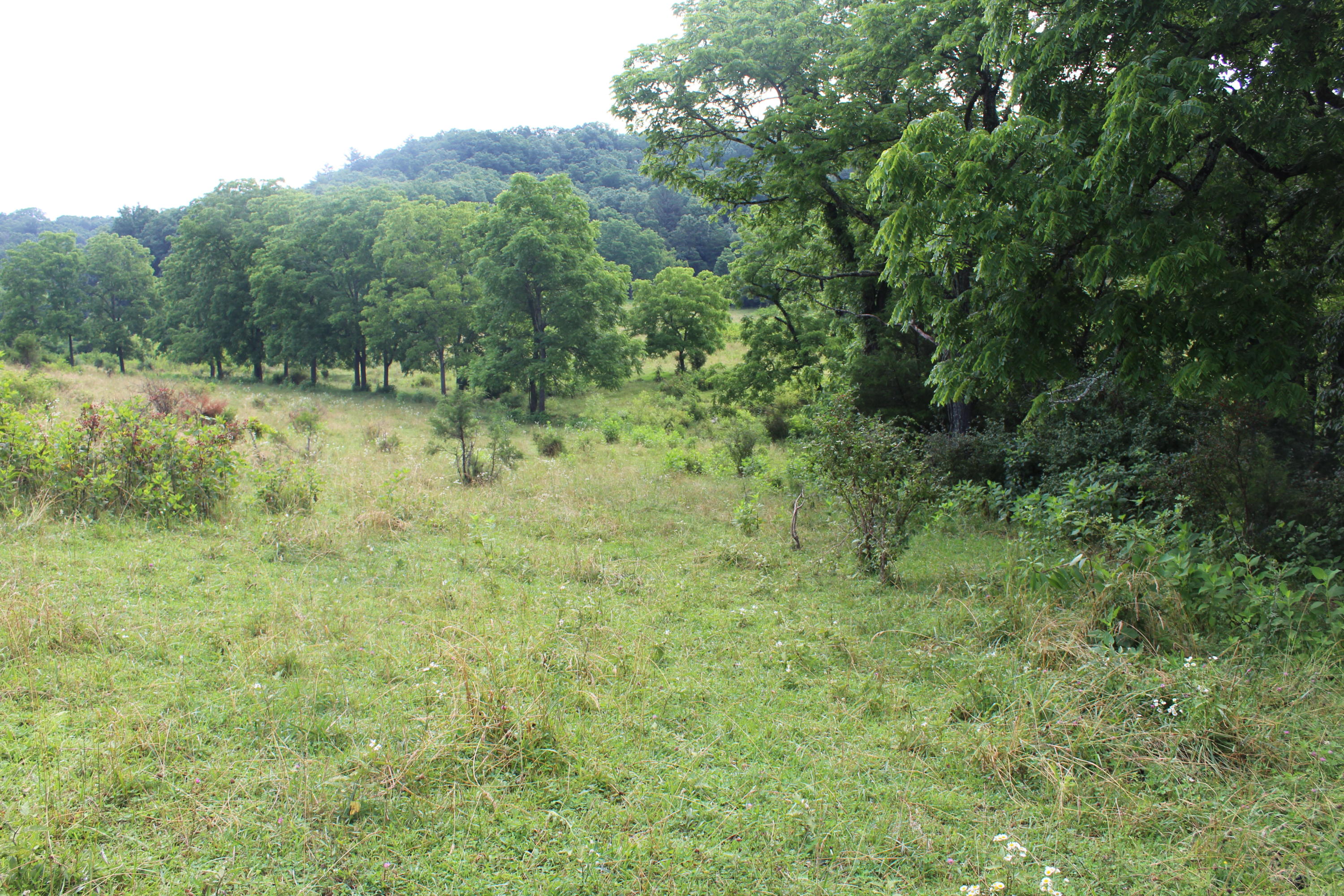 Bradshaw Run Road Forest Hill, WV 24935 - Photo 13 of 22 Gallery Image 13
