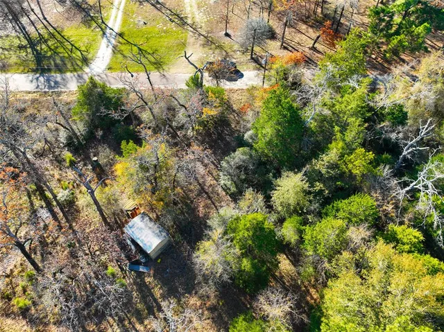 a view of a tree in a garden