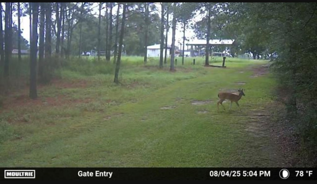 1640 Lafollette Road Slocomb, AL 36375 - Photo 55 of 64