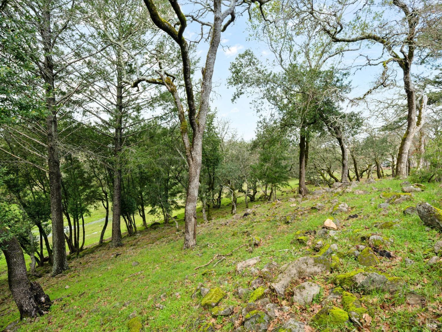 2924 Old Bennett Ridge Road Santa Rosa, CA 95404 - Photo 13 of 20 a big yard with lots of green space and trees