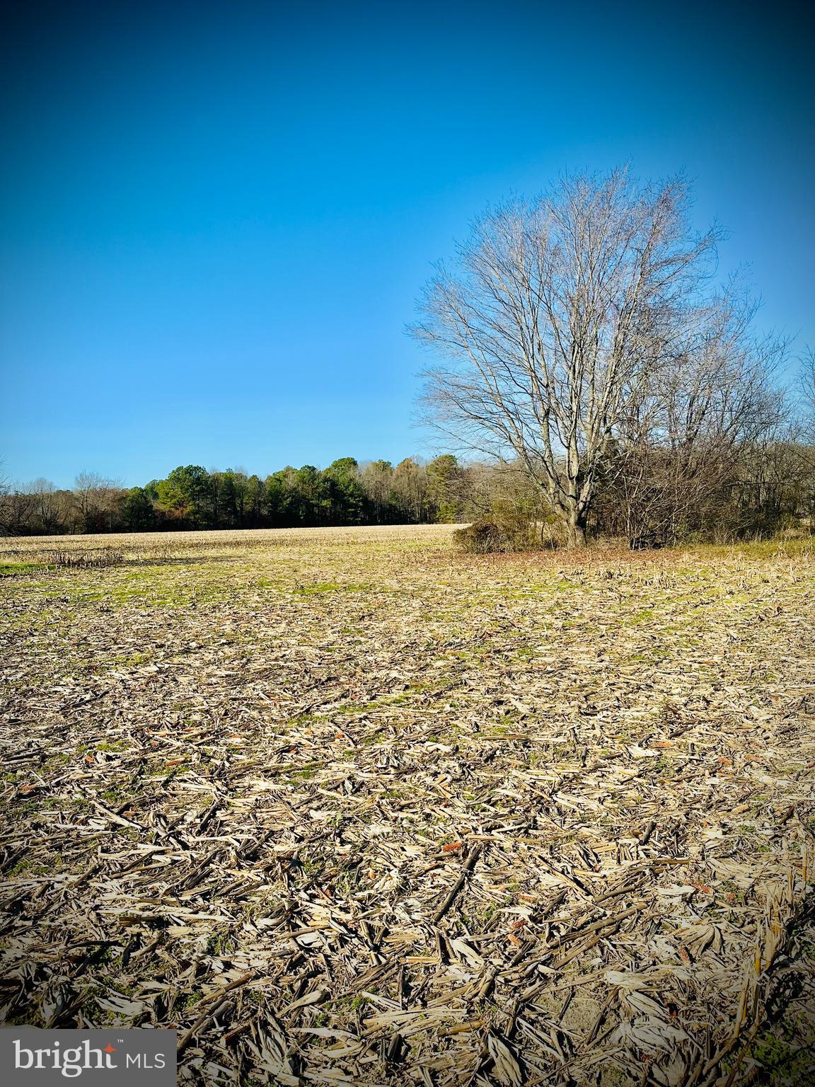 Gun And Rod Club Road Houston, DE 19954 - Photo 4 of 5