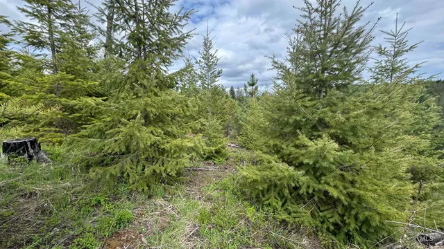 $213,900 | 3 Orofino Id 83544, Orofino, ID 83544