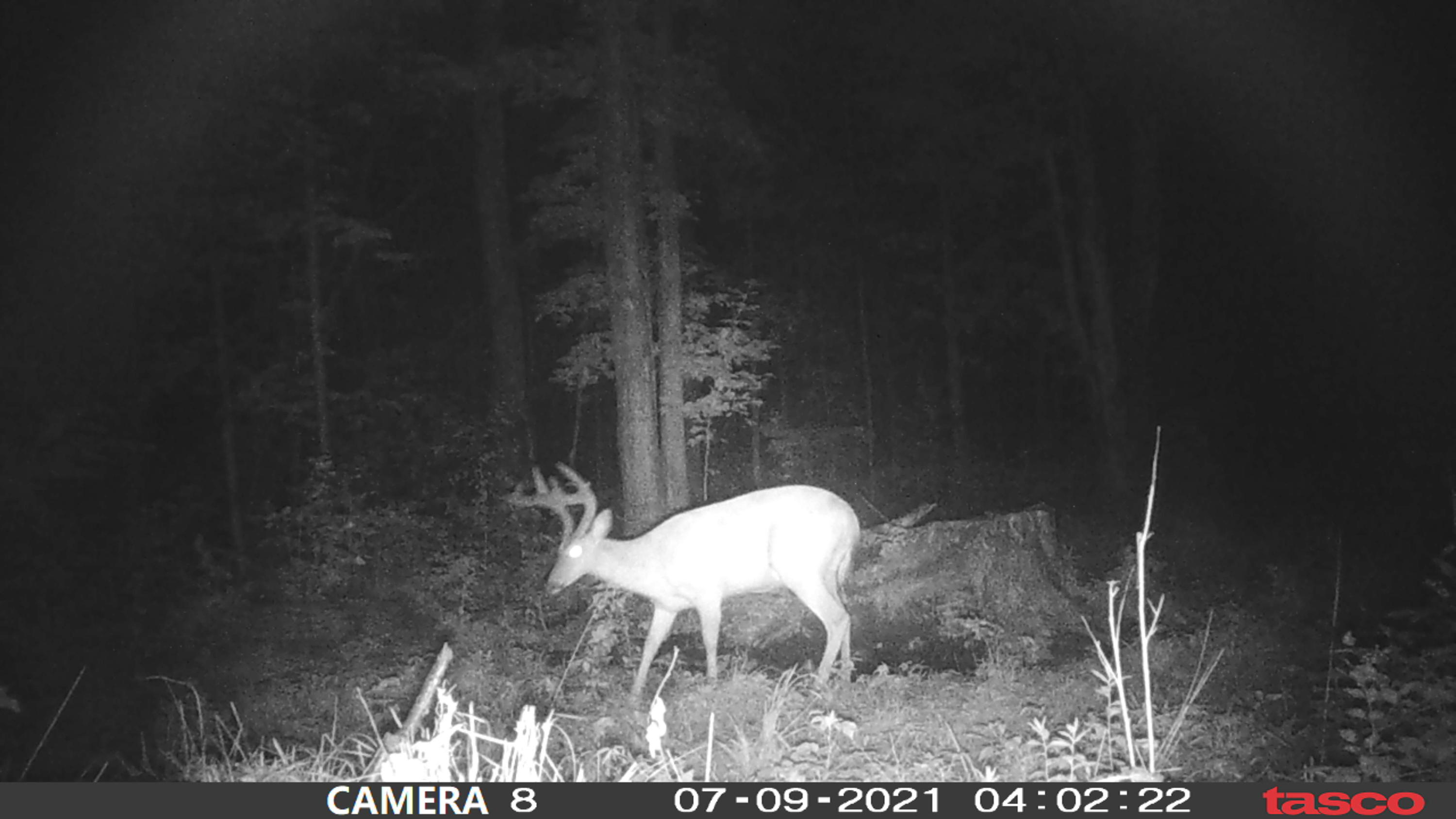 Vl Milbocker Road Gaylord, MI 49735 - Photo 33 of 47 Gallery Image 33