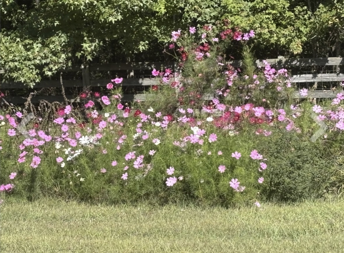 1241 Johnson Branch Road Pulaski, TN 38478 - Photo 64 of 67 Gallery Image 64