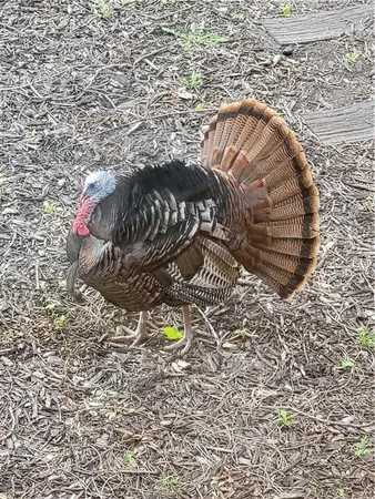 $625,000 | 1585 Sugar Maple Lane, Liberty, MO 64068