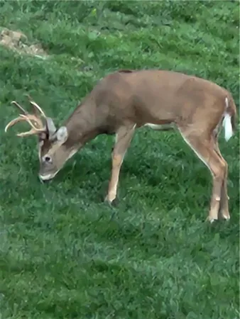 $625,000 | 1585 Sugar Maple Lane, Liberty, MO 64068