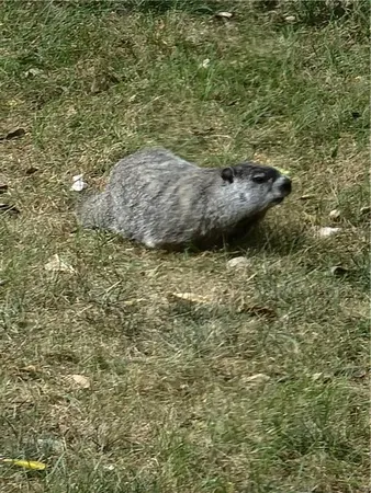 $625,000 | 1585 Sugar Maple Lane, Liberty, MO 64068