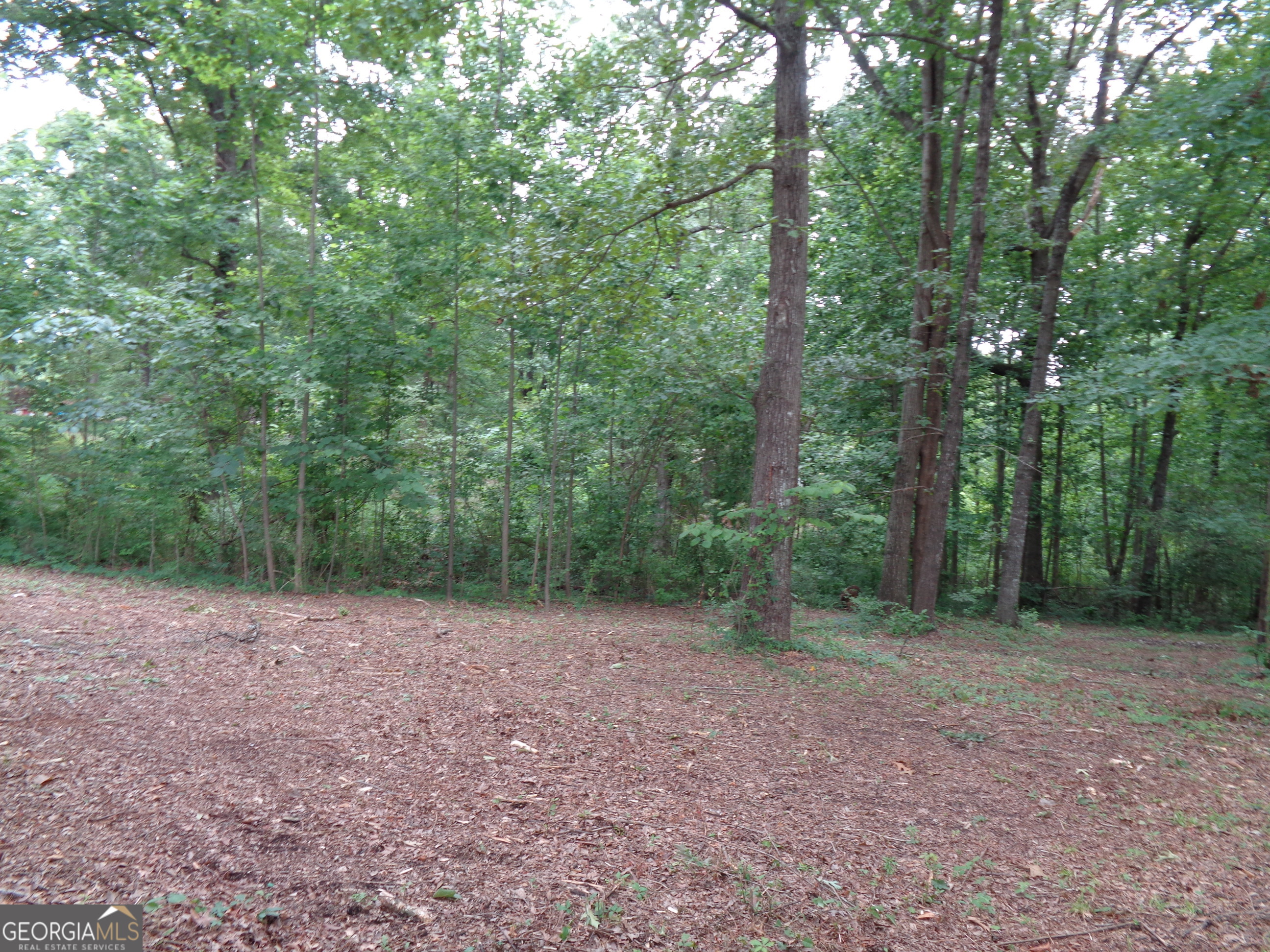 2411 Kesler Road Carnesville, GA 30521 - Photo 25 of 61 a view of a forest with trees in the background