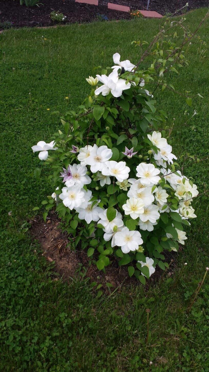 5519 Carnes Road Carroll, OH 43112 - Photo 60 of 60 Flowers