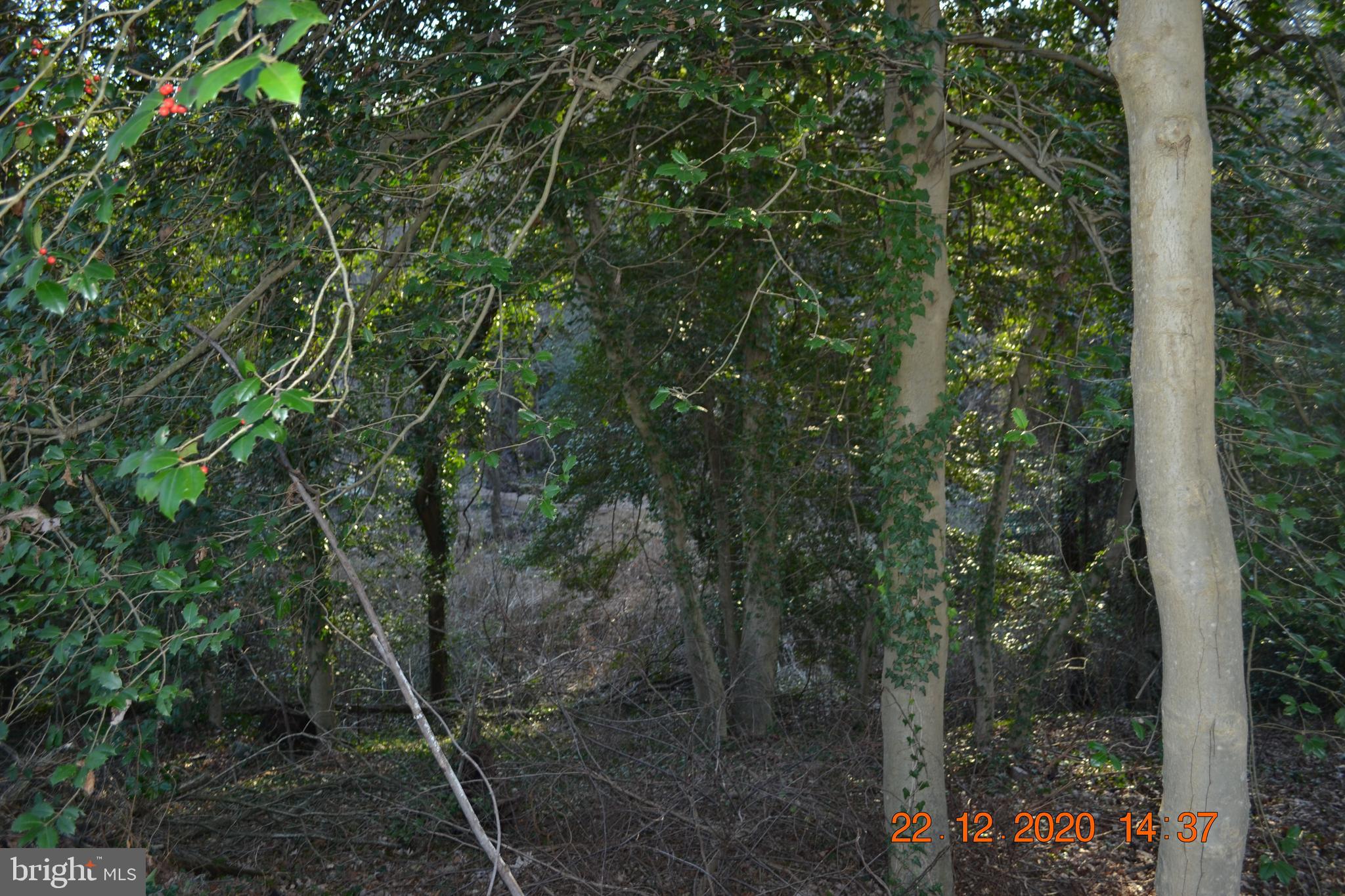 7786 West Shore Road Pasadena, MD 21122 - Photo 21 of 51 Wooded and very private