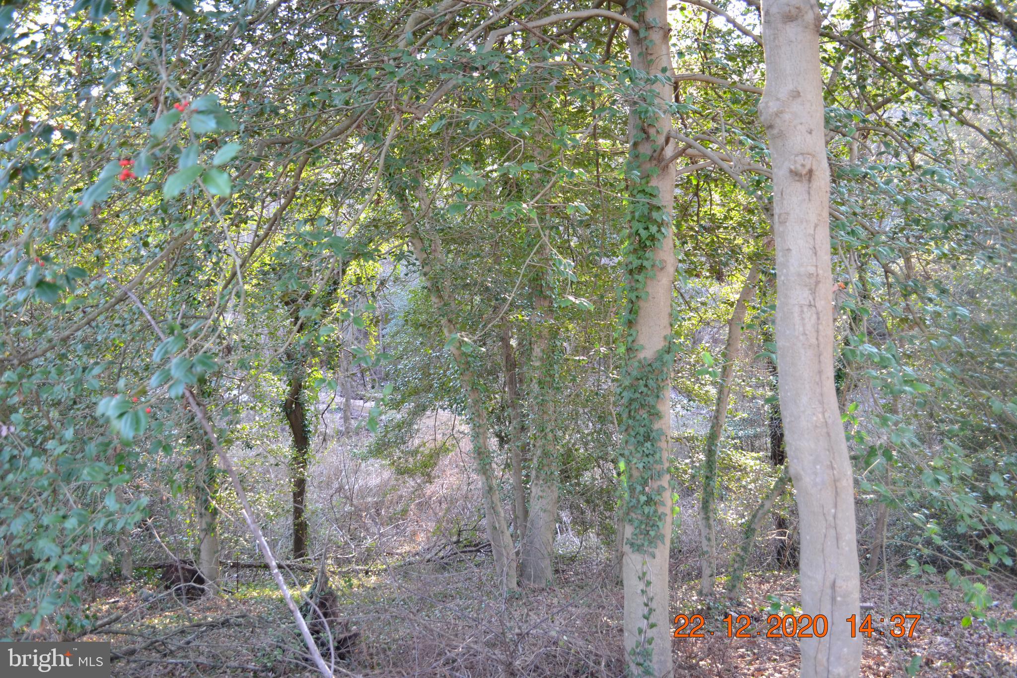 7786 West Shore Road Pasadena, MD 21122 - Photo 22 of 51 Stream at the back of your property