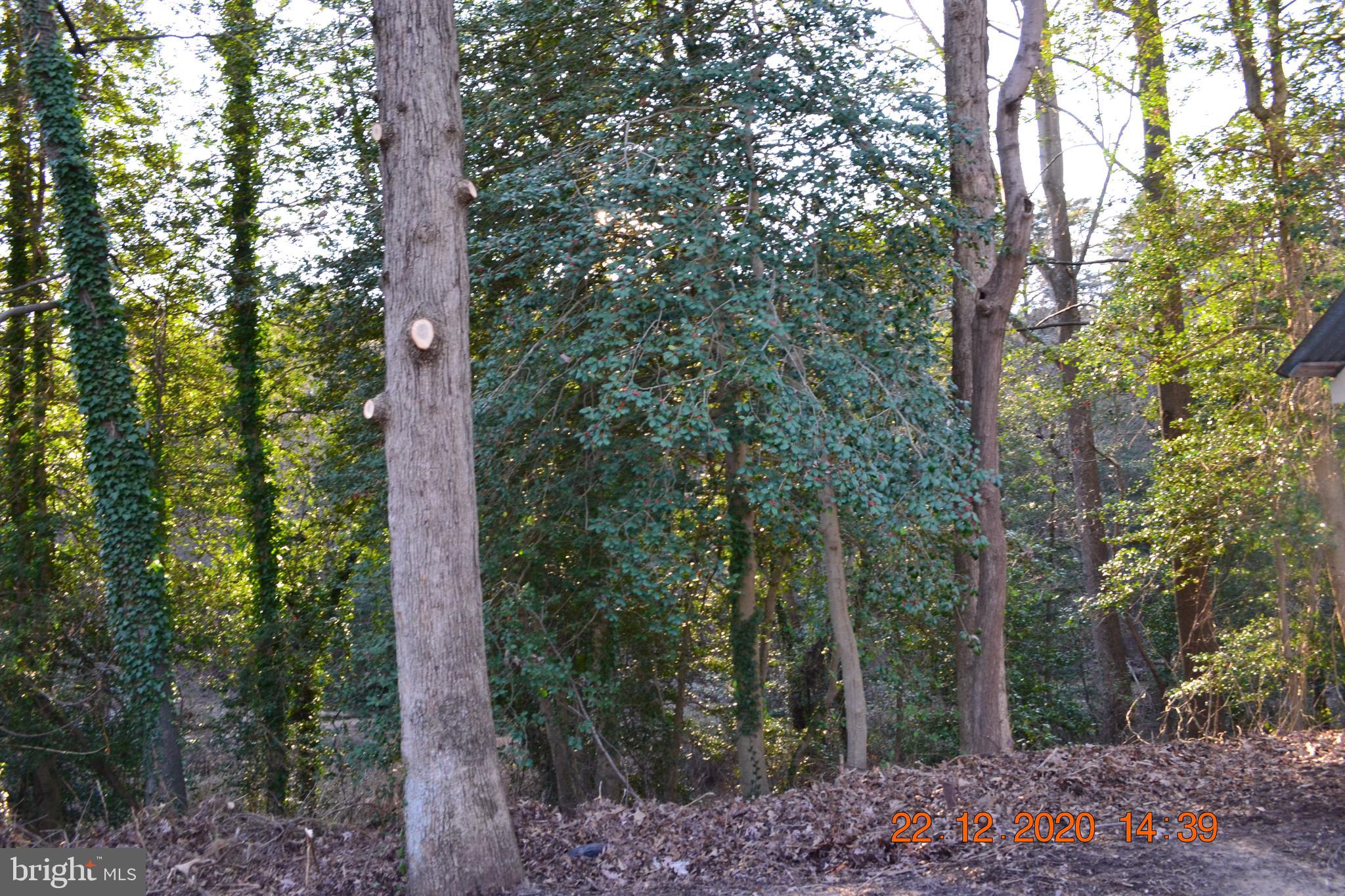 7786 West Shore Road Pasadena, MD 21122 - Photo 23 of 51 Was that a deer or fox that went through the woods