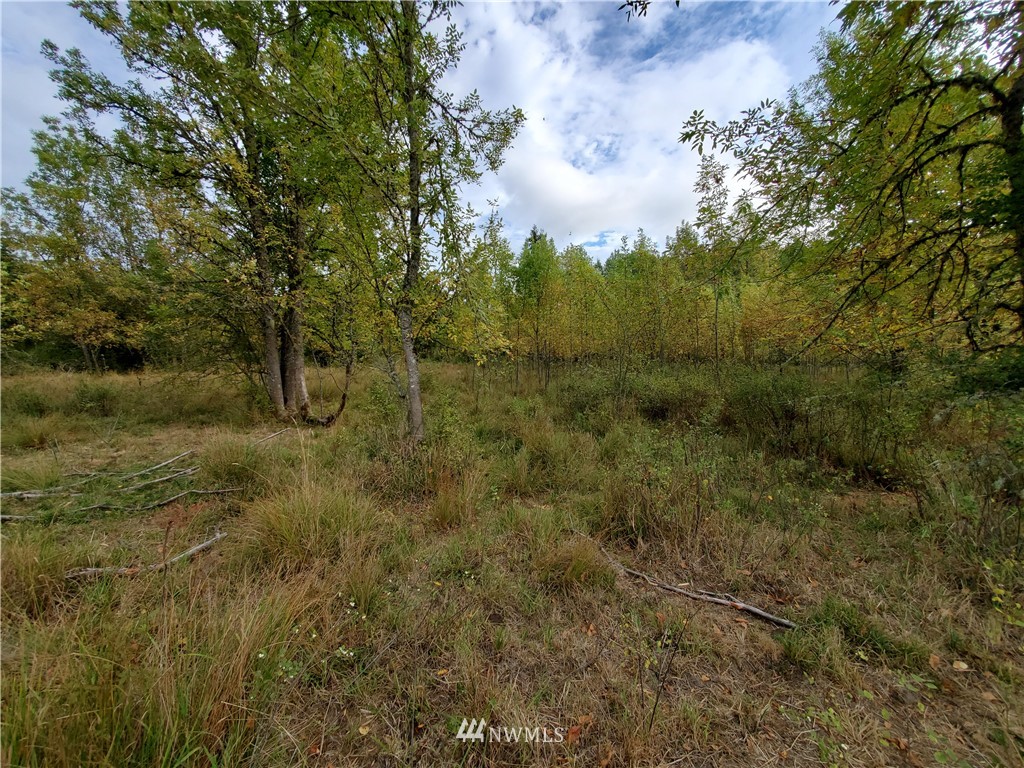 637 Boistfort Road Curtis, WA 98538 - Photo 12 of 20 a view of a field with trees in the background
