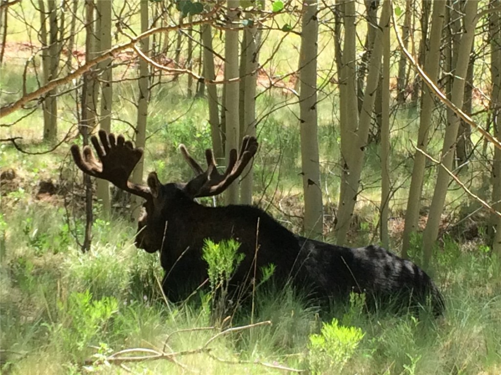 972 Lumberjack Road Fairplay, CO 80440 - Photo 19 of 25 Abundant wildlife