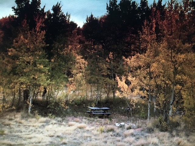 972 Lumberjack Road Fairplay, CO 80440 - Photo 8 of 25 Abundant trees and privacy surrounding