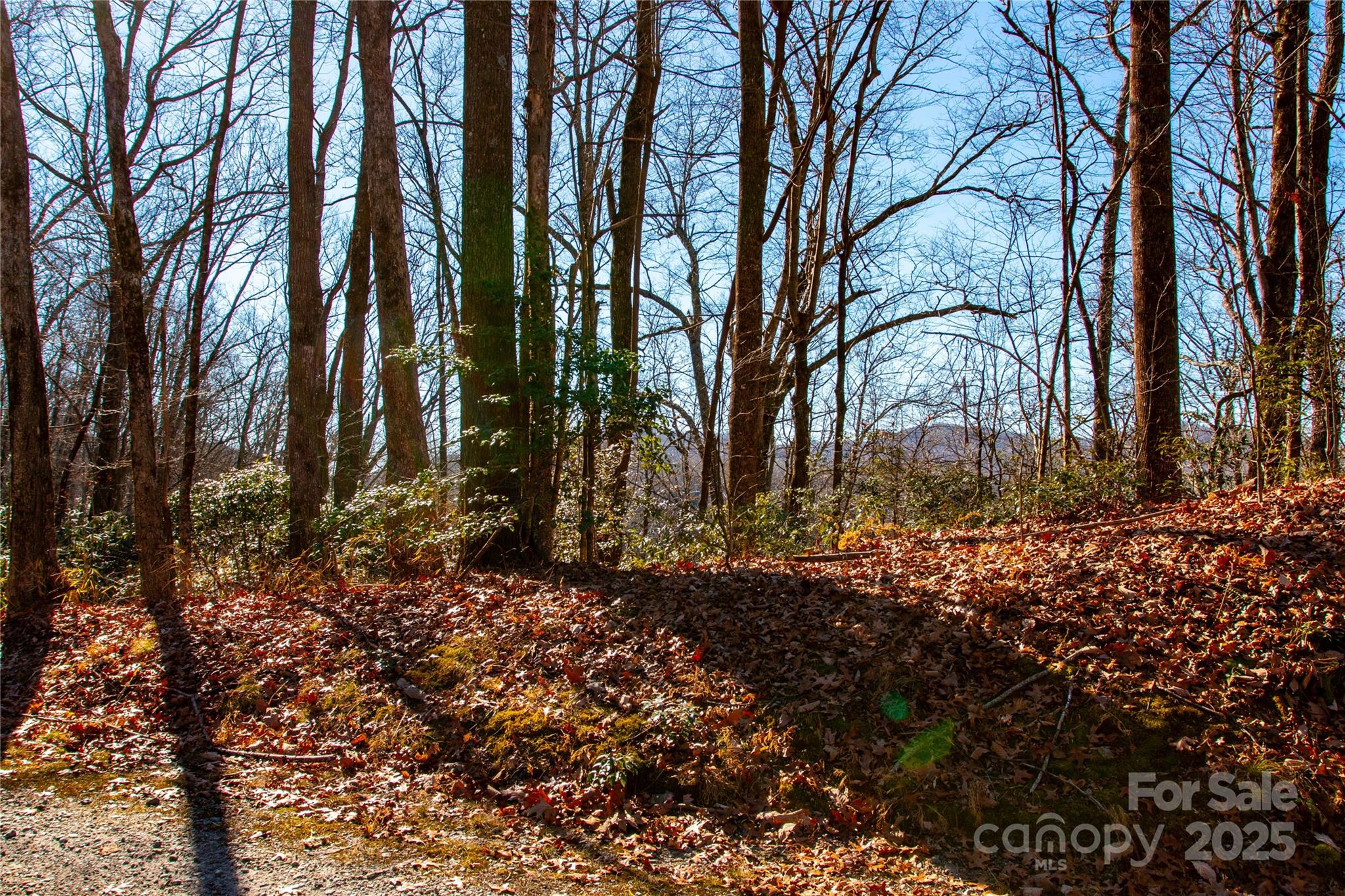 Lot 18 Joshua Road Rosman, NC 28772 - Photo 11 of 20 a view of backyard with large trees