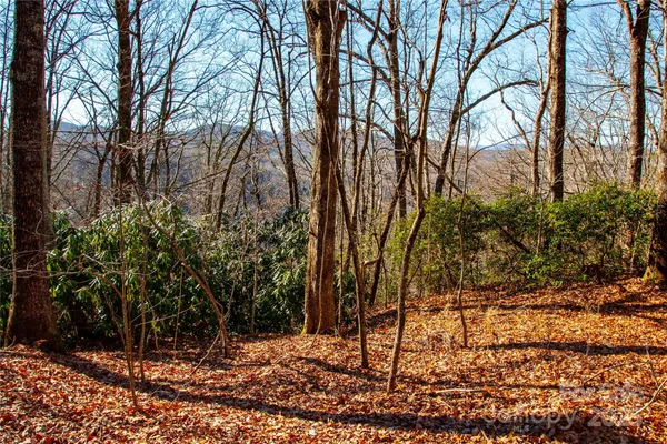 a view of a forest