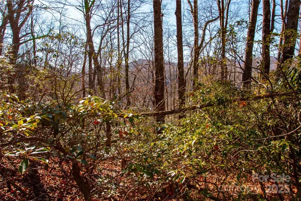 a view of a tree