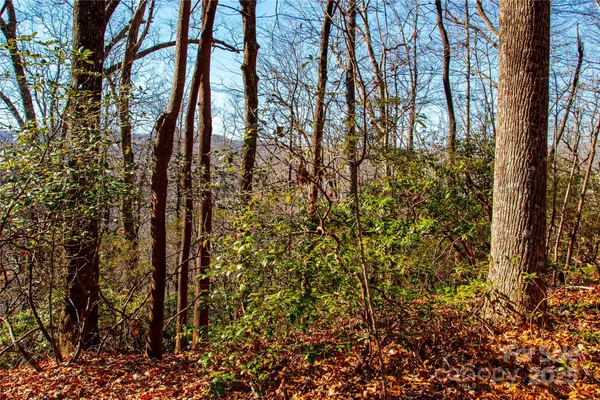 a view of a yard