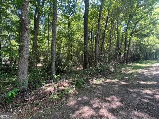 a view of a forest with trees in the background