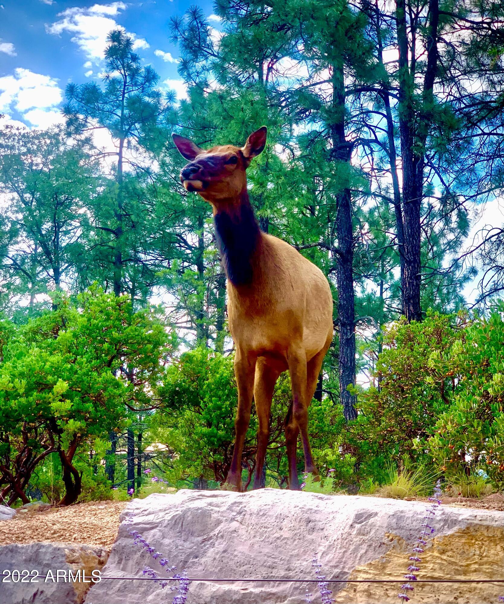 2800 East Rim Club Drive Payson, AZ 85541 - Photo 40 of 101 Visitor