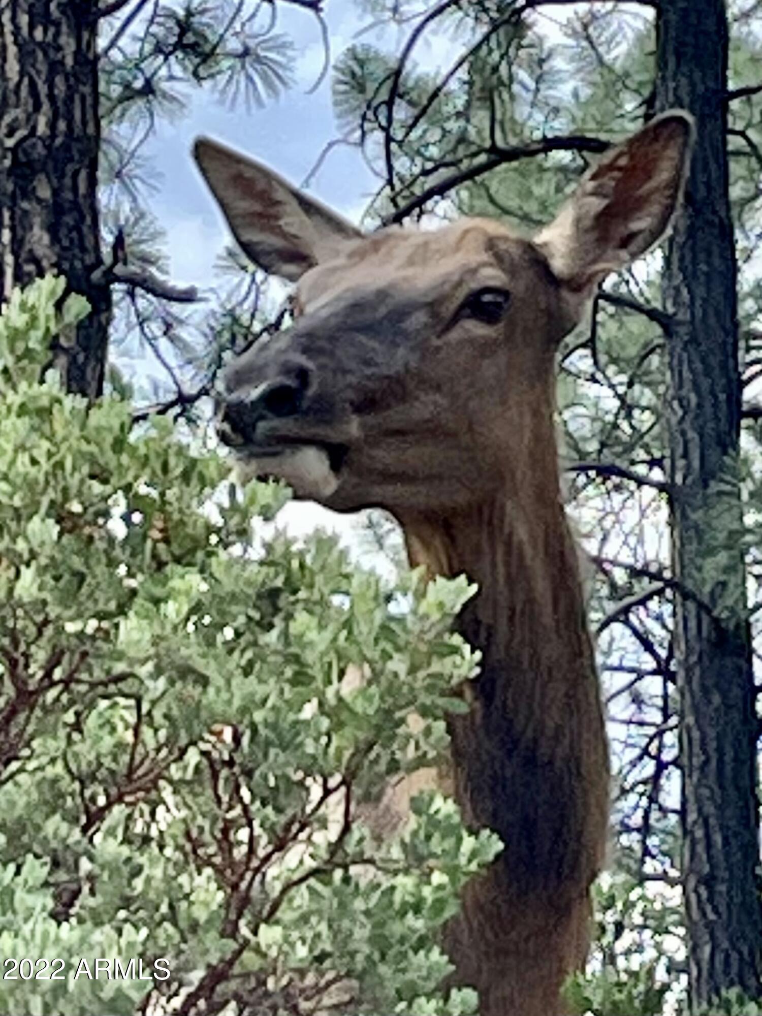2800 East Rim Club Drive Payson, AZ 85541 - Photo 56 of 101 Another Visitor
