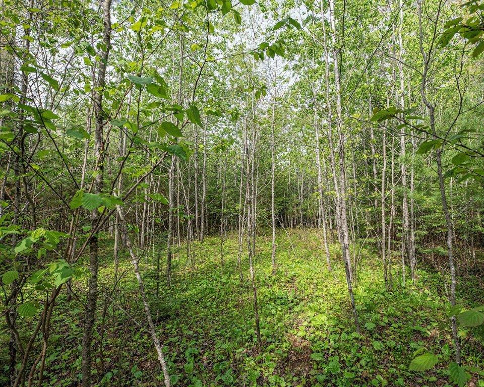 8 Blue Island Road, Unit PARCEL Woodruff, WI 54568 - Photo 16 of 22 Gallery Image 16