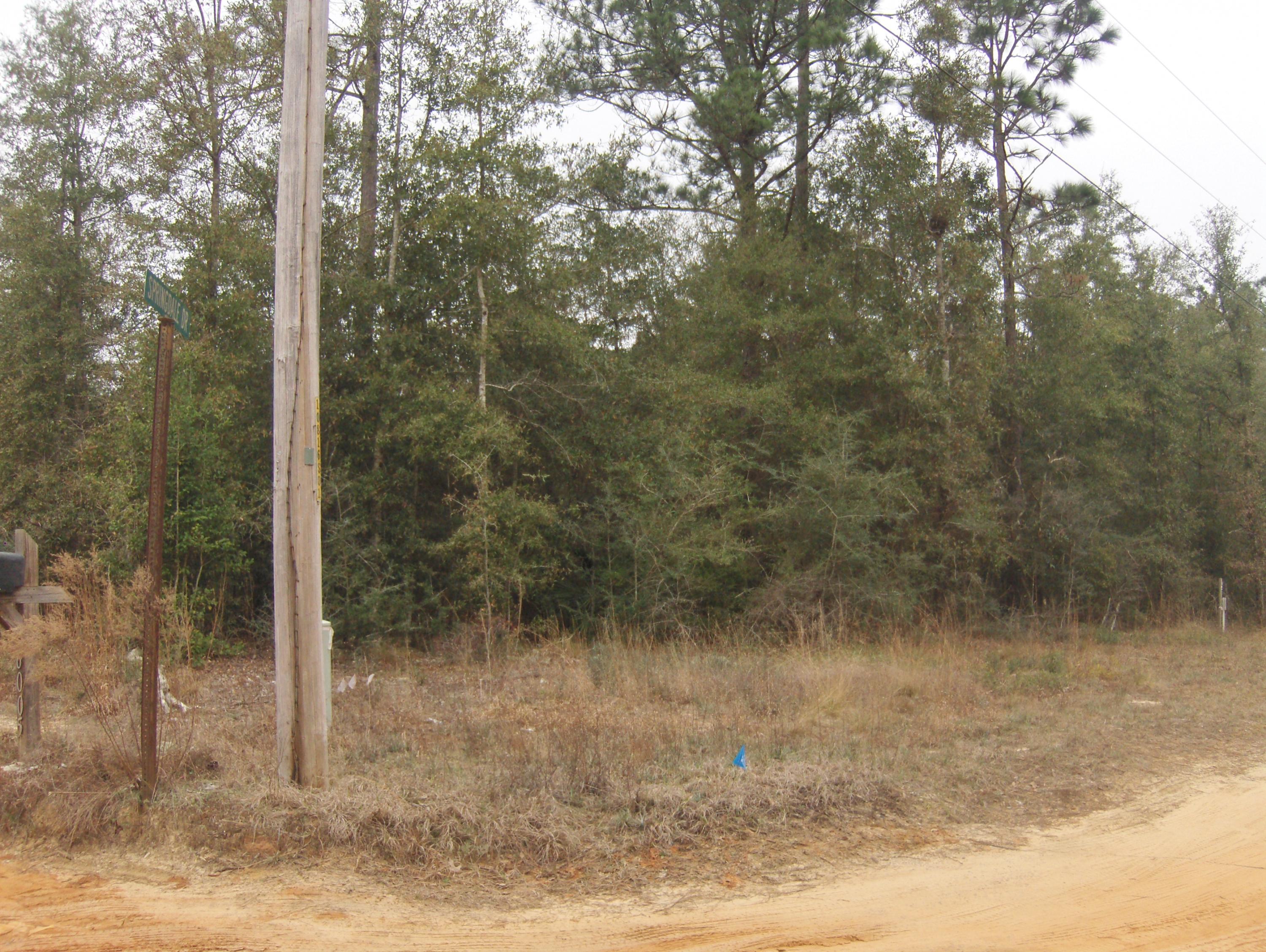 a view of a forest