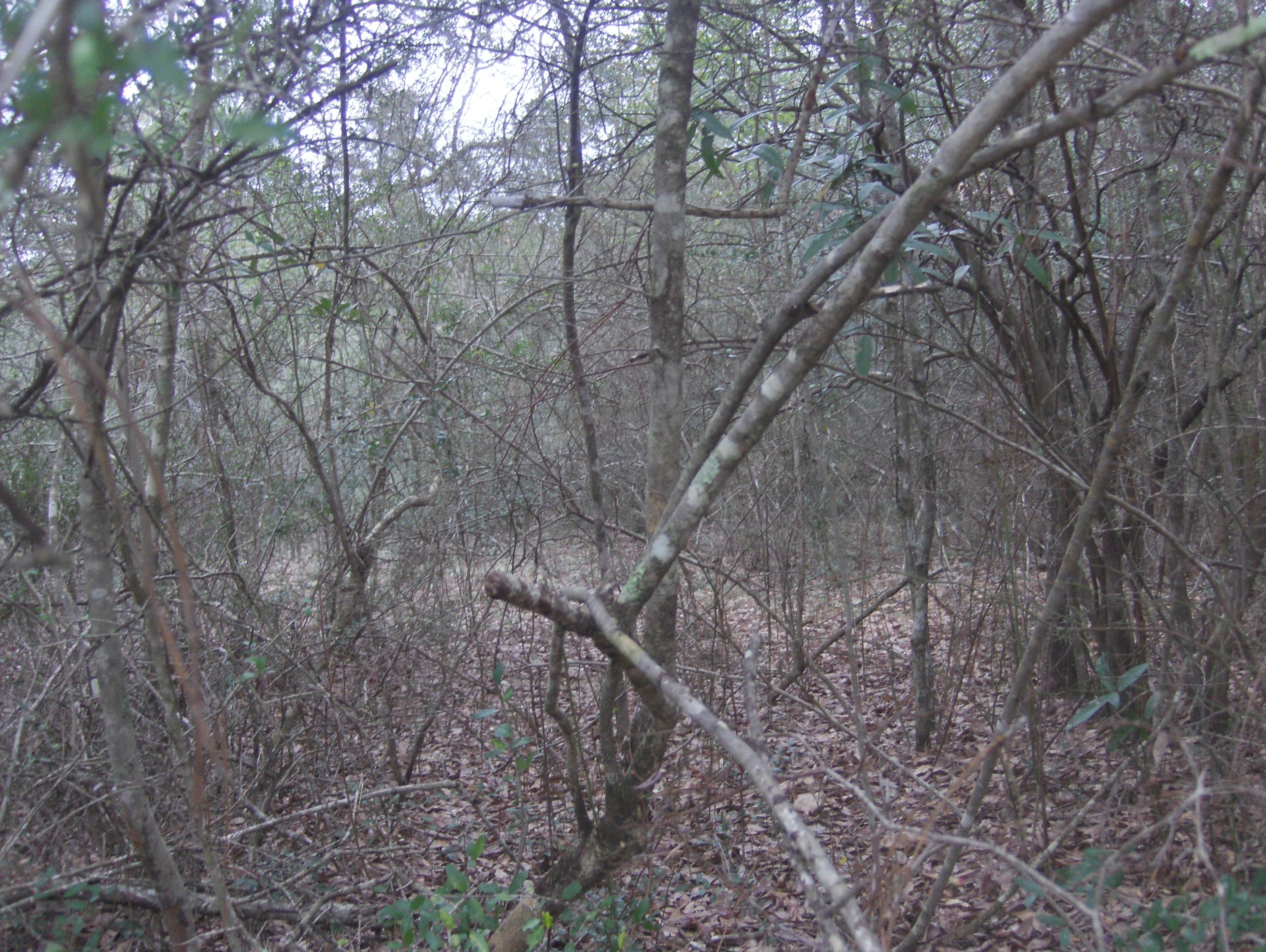 2.26-acres Walthal Road Crestview, FL 32539 - Photo 2 of 11 a view of a forest with lots of trees