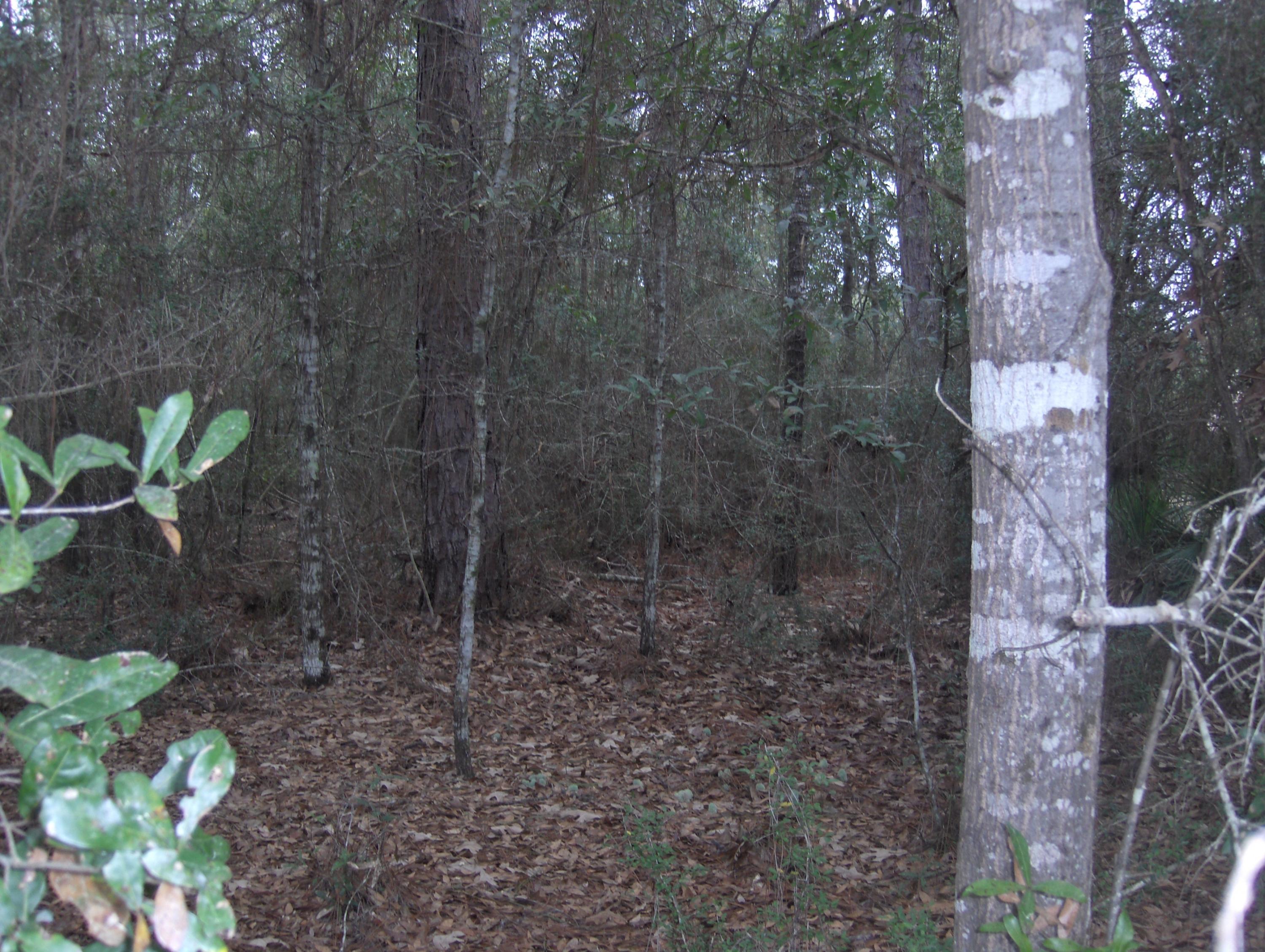 2.26-acres Walthal Road Crestview, FL 32539 - Photo 3 of 11 a backyard of a house with lots of green space