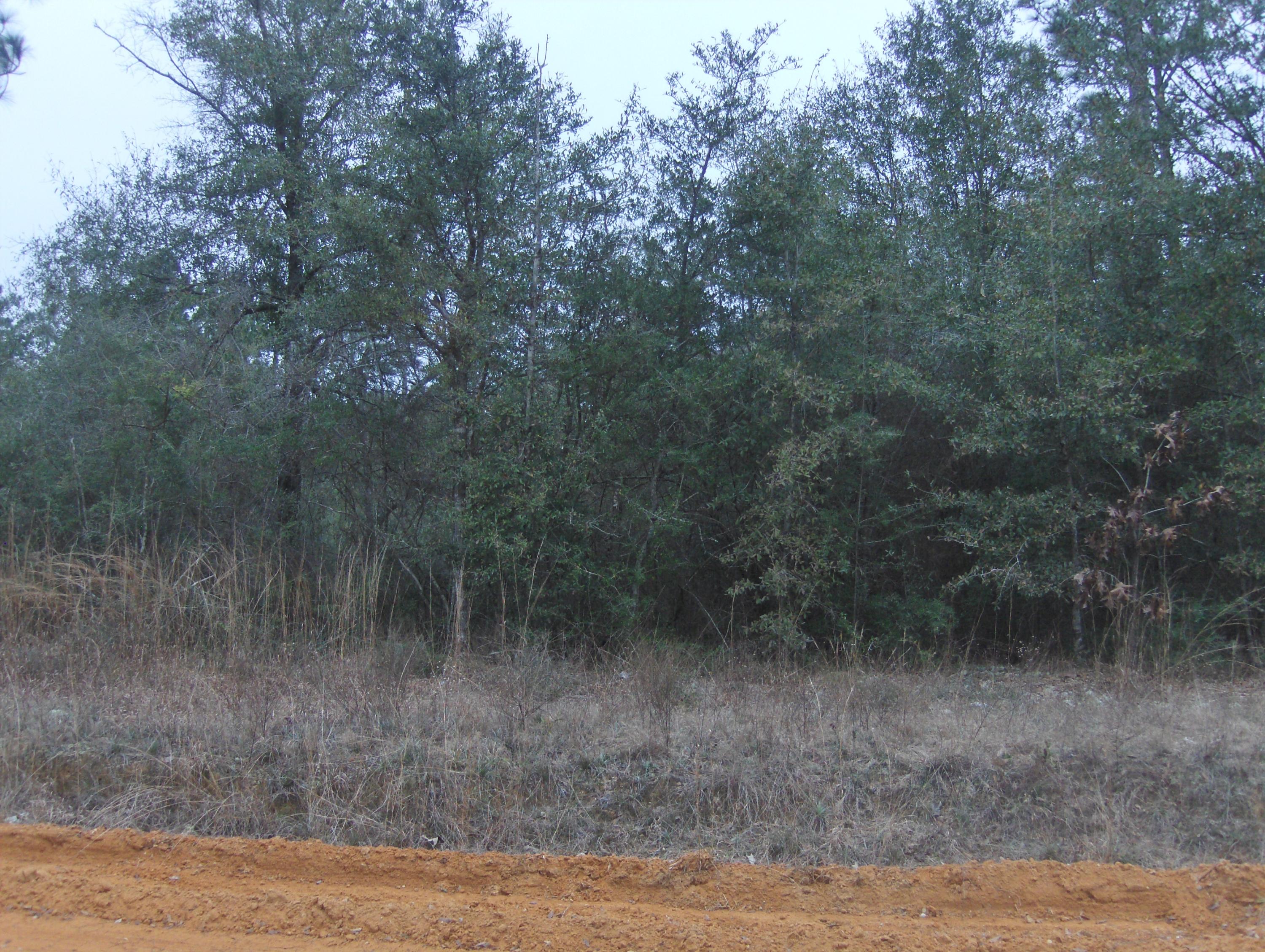 2.26-acres Walthal Road Crestview, FL 32539 - Photo 4 of 11 a view of a forest