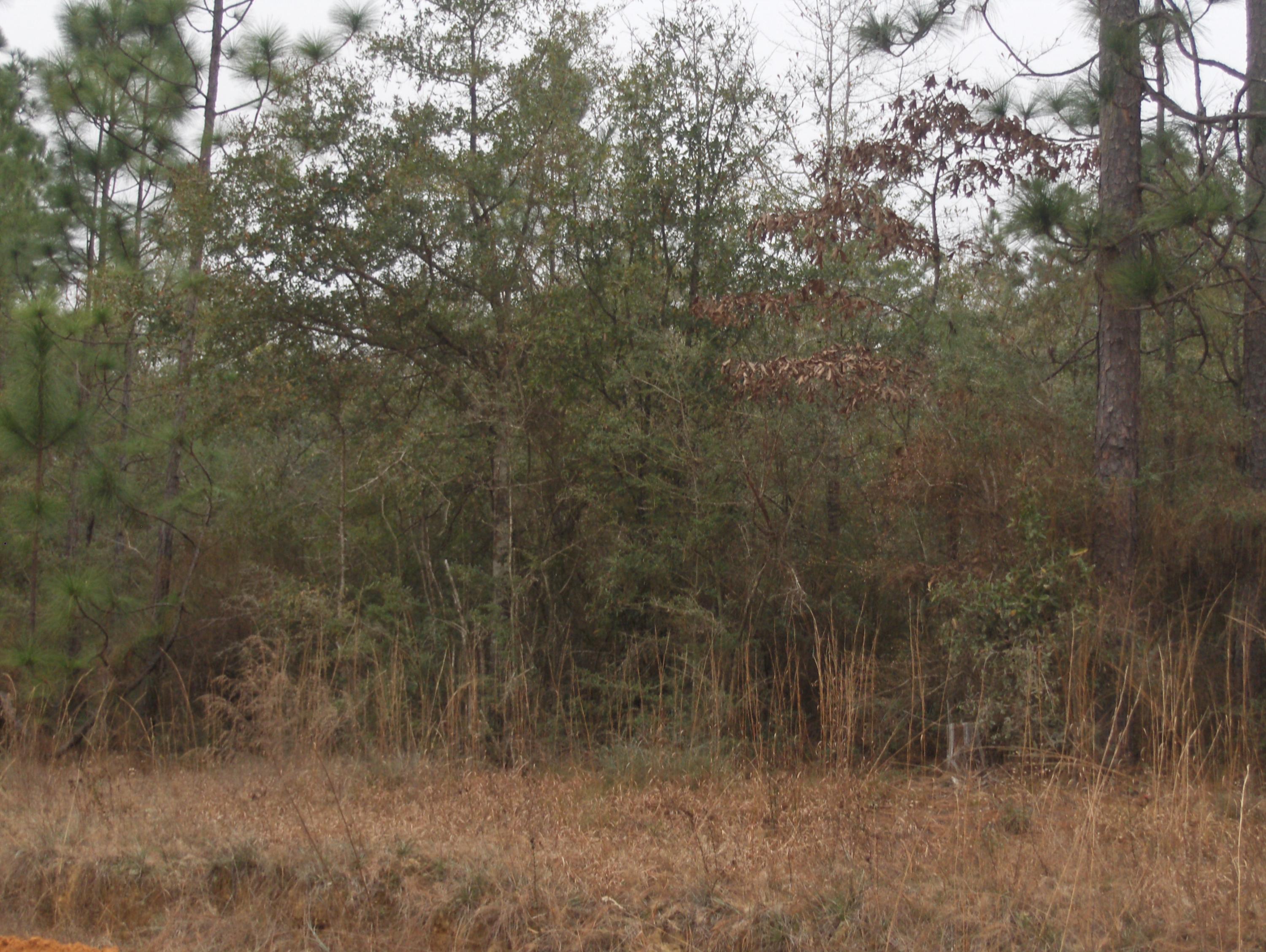 2.26-acres Walthal Road Crestview, FL 32539 - Photo 5 of 11 a view of a dry yard